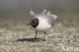 Black-headed Gull (Larus ridibundus)