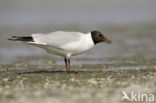 Black-headed Gull (Larus ridibundus)