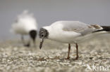 Black-headed Gull (Larus ridibundus)