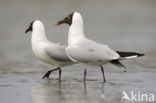 Black-headed Gull (Larus ridibundus)