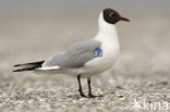 Black-headed Gull (Larus ridibundus)