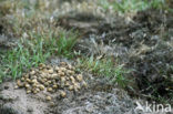 Rabbit (Oryctolagus cuniculus) 