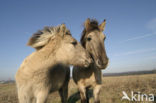 Konik horse (Equus spp)