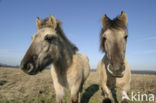 Konik horse (Equus spp)