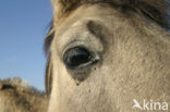 Konik horse (Equus spp)