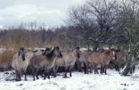 Konik horse (Equus spp)