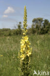 Great Mullein (Verbascum thapsus)