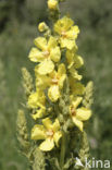 Koningskaars (Verbascum thapsus)