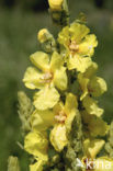 Koningskaars (Verbascum thapsus)