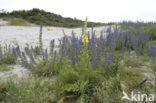 Koningskaars (Verbascum thapsus)