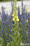 Koningskaars (Verbascum thapsus)