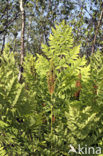 Koningsvaren (Osmunda regalis)