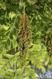 Royal Fern (Osmunda regalis)
