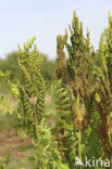 Royal Fern (Osmunda regalis)