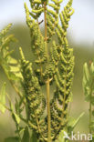 Koningsvaren (Osmunda regalis)