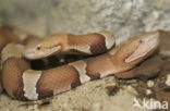 Broad-banded copperhead (Agkistrodon contortrix)