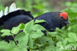 Black Grouse (Tetrao tetrix)