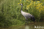 Kraanvogel (Grus grus)