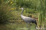 Kraanvogel (Grus grus)