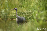 Kraanvogel (Grus grus)