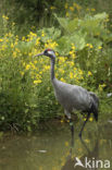 Kraanvogel (Grus grus)