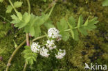 Kruipend moerasscherm (Apium repens) 