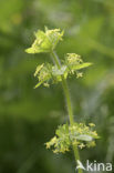 Crosswort (Cruciata laevipes)