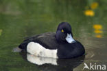 Tufted Duck (Aythya fuligula)