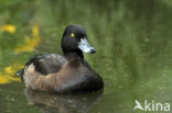 Tufted Duck (Aythya fuligula)