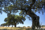 Kurkeik (Quercus suber)