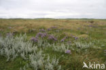 Lamsoor (Limonium vulgare)