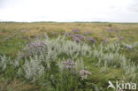 Lamsoor (Limonium vulgare)