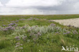 Lamsoor (Limonium vulgare)