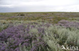 Lamsoor (Limonium vulgare)