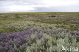 Lamsoor (Limonium vulgare)