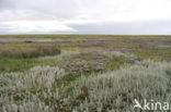 Lamsoor (Limonium vulgare)