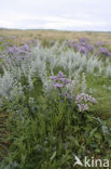 Common Sea Lavender (Limonium vulgare)