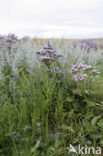 Lamsoor (Limonium vulgare)