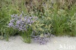 Common Sea Lavender (Limonium vulgare)