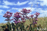 Lamsoor (Limonium vulgare)