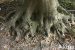 Landgoed De Duinen