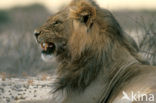 Lion (Panthera leo) 