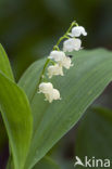 Lelietje-van-dalen (Convallaria majalis)