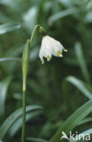 Lenteklokje (Leucojum vernum)