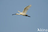 Eurasian Spoonbill (Platalea leucorodia)