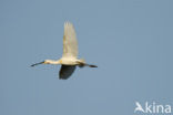 Eurasian Spoonbill (Platalea leucorodia)