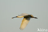 Lepelaar (Platalea leucorodia)