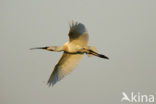 Lepelaar (Platalea leucorodia)