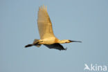 Eurasian Spoonbill (Platalea leucorodia)