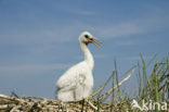 Eurasian Spoonbill (Platalea leucorodia)